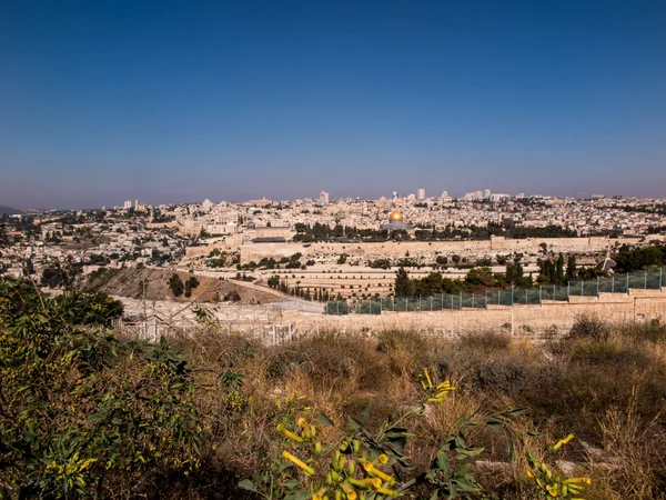 Blooming yellow mustard biblical bush on the Mount of Olives ove — Stock Photo, Image