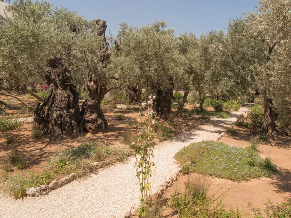 Eternal holy Jerusalem. Very ancient olive trees in the Garden o — Stock Photo, Image