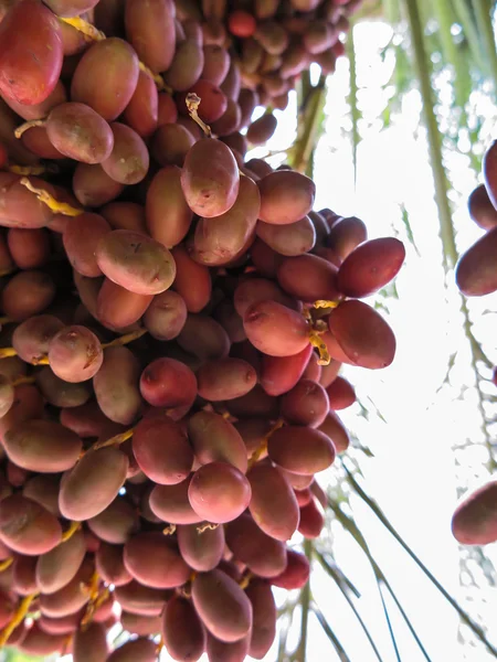 Frutas frescas cuelgan de los tallos — Foto de Stock