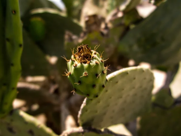 Cactus, prickly pears — Stock Photo, Image