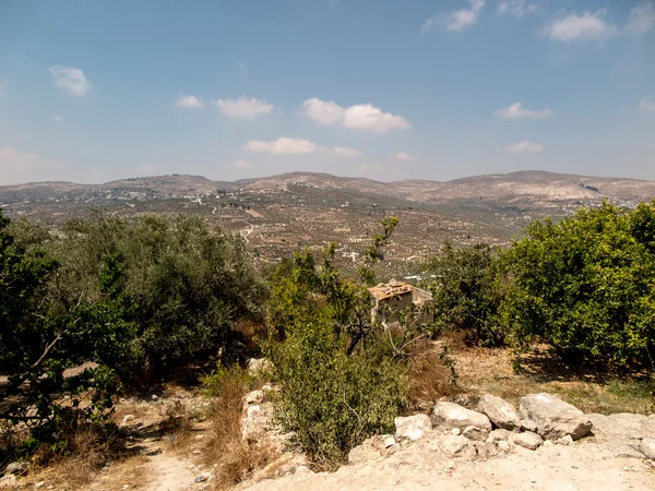 Panorama arazi sıvas Samiriye İsrail'in çevresinde. Zeytin ağaçları bir — Stok fotoğraf