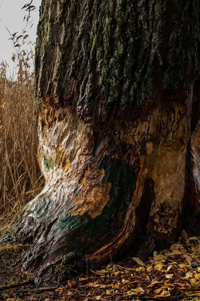 Grande árvore roída por castores — Fotografia de Stock
