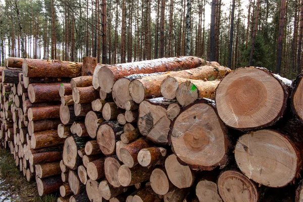 odun yığını ormanda bir araya 