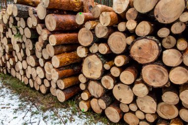 odun yığını ormanda bir araya