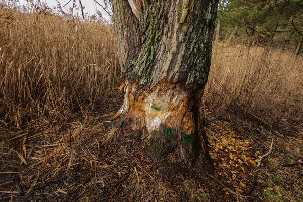 Stora träd gnagna av bävrar — Stockfoto