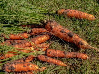 yerde taze hasat havuç
