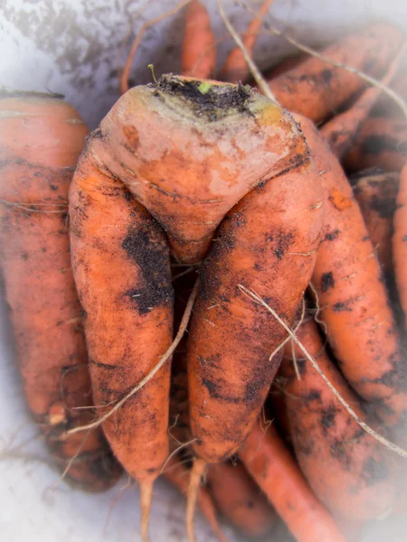 Zanahorias frescas cosechadas en el suelo — Foto de Stock