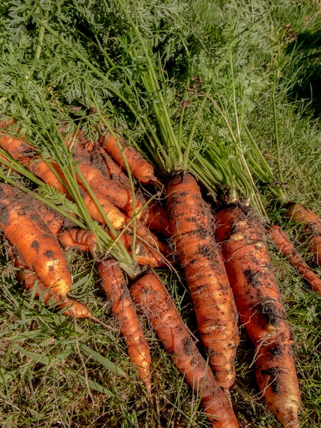 Fresh harvested carrots on the ground — Stock Photo, Image