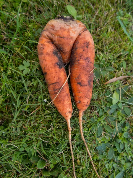 Zanahorias frescas cosechadas en el suelo — Foto de Stock