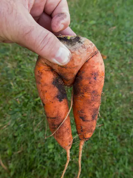 Zanahorias frescas cosechadas en el suelo — Foto de Stock