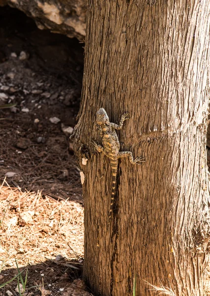 Plaz podobný Agama — Stock fotografie