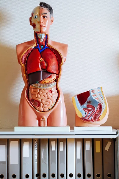 Mänskliga anatomiska modell — Stockfoto