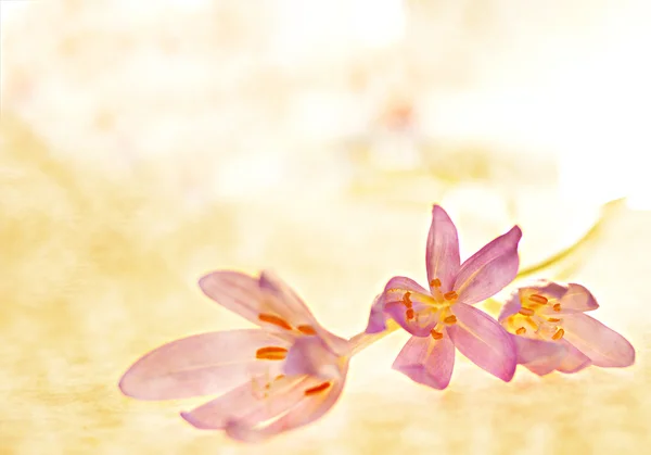 Hösten krokus — Stockfoto