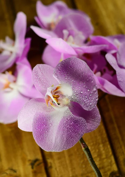 Orchid flowers — Stock Photo, Image