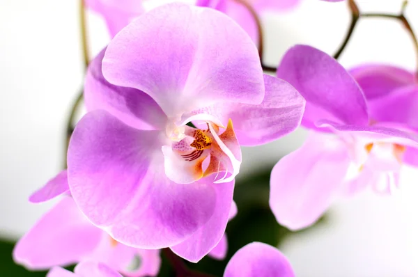 Orchid flowers — Stock Photo, Image