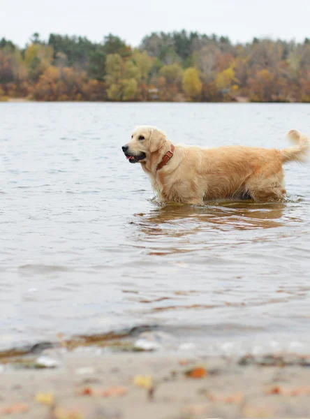 Golden retriever in water — Stock Photo, Image