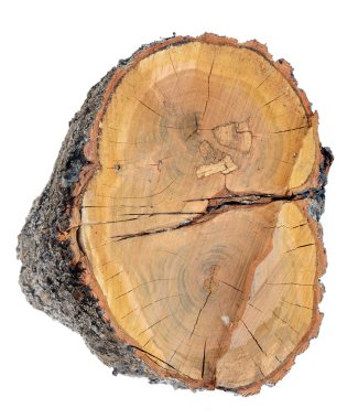 tree trunk cross section clipart