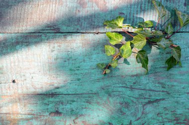 Yeşil sarmaşık bitki