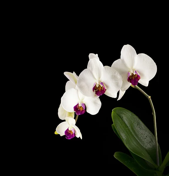 Orchid on black background — Stock Photo, Image