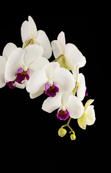 Orchid on black background — Stock Photo, Image
