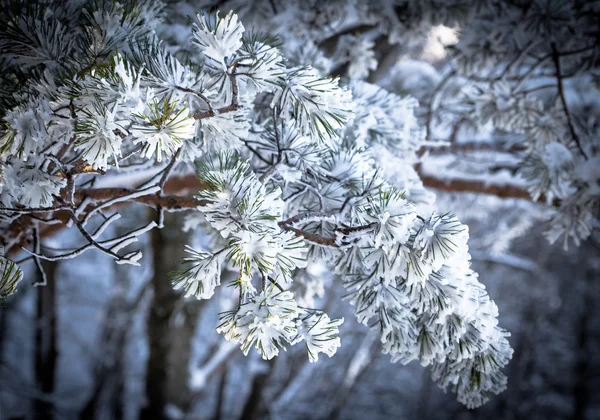 Albero di abete rosso sempreverde con neve fresca — Foto Stock