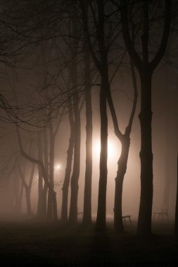 Sisli park sokak tezgahları ve ağaçlar silhoettes gecesi ile