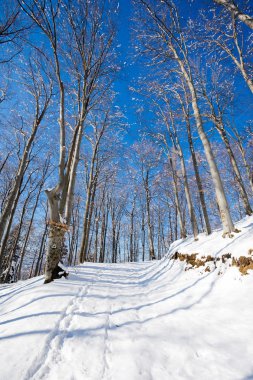 Kapalı kar patika orman yoluyla