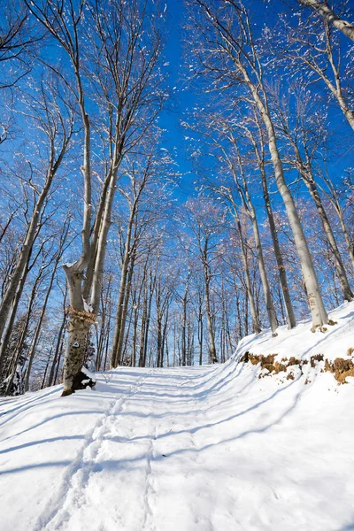 Sentiero coperto di neve attraverso la foresta — Foto Stock