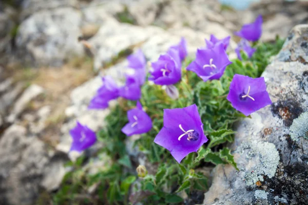 Paarse bell bloemen op rots — Stockfoto