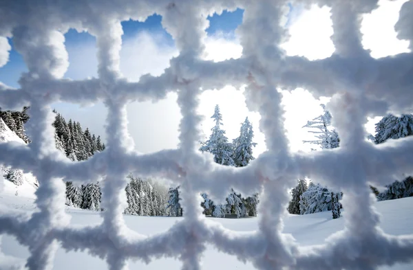 Kiefernwald mit Schnee bedeckt durch einen gefrorenen Zaun gesehen — Stockfoto