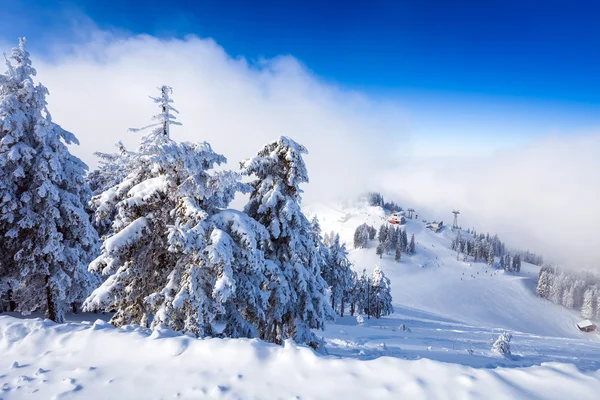 Bosque de pinos y pistas de esquí cubiertas de nieve en temporada de invierno — Foto de Stock