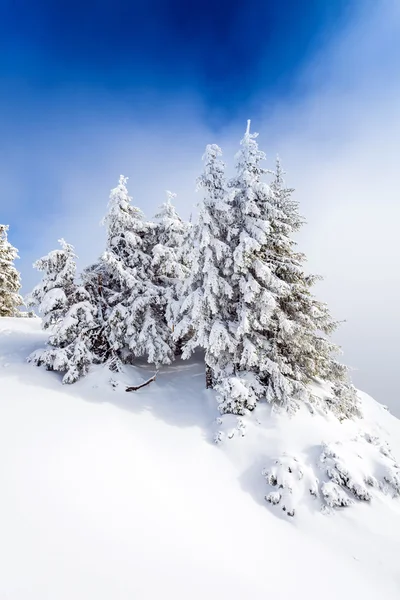 Kiefernwald mit Schnee bedeckt — Stockfoto