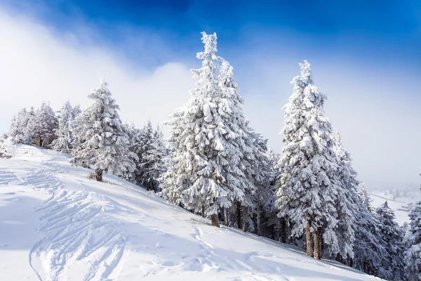 Pineta ricoperta di neve — Foto Stock