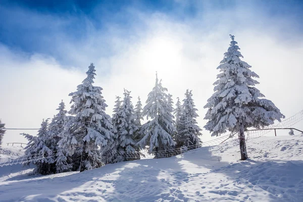 Сосны, покрытые снегом — стоковое фото
