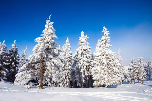 Pinhais cobertos de neve — Fotografia de Stock