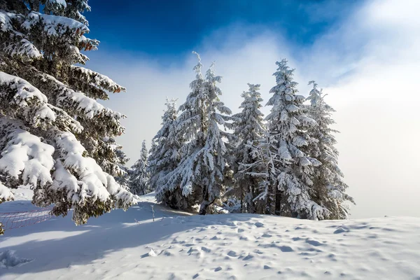 Bosque de pinos cubierto de nieve — Foto de Stock