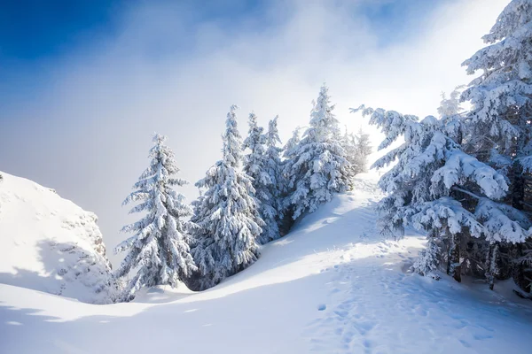 Pine bomen bedekt met sneeuw — Stockfoto