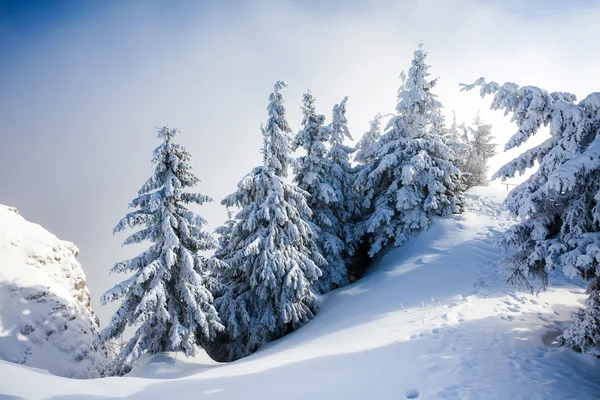 Pine bomen bedekt met sneeuw — Stockfoto