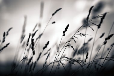 Çim bitki siluet şafak