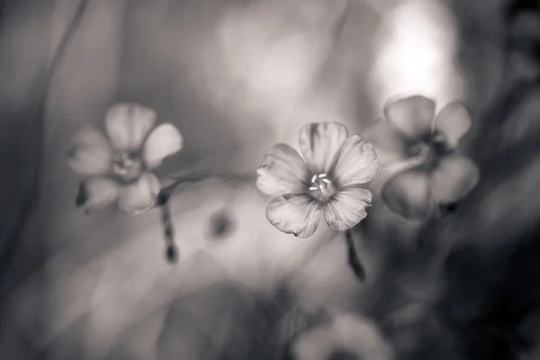 Bellissimi fiori di lino sul prato — Foto Stock