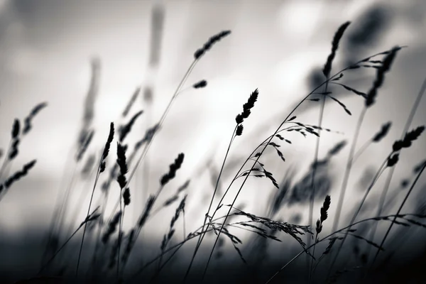 Силуэт травы на рассвете — стоковое фото