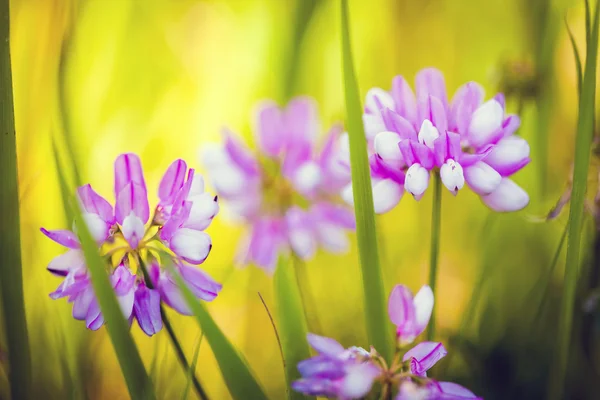 Дикі рожеві весняні квіти на зеленому лузі — стокове фото