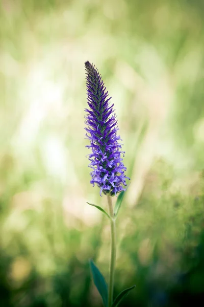 Piękny kwiat zielony łąka — Zdjęcie stockowe
