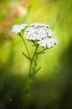 Achillea millefolium (civanperçemi) beyaz kır çiçeği