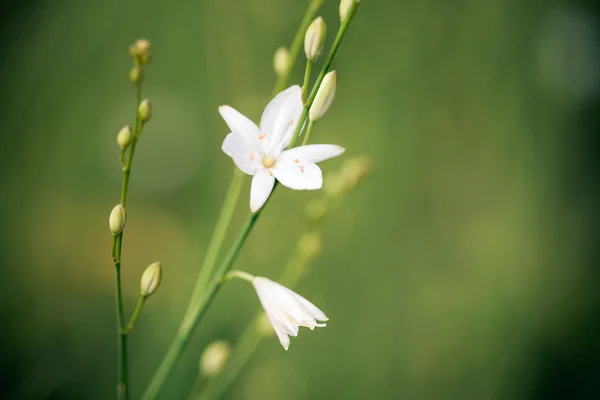 Splendido fiore selvatico nel prato verde — Foto Stock