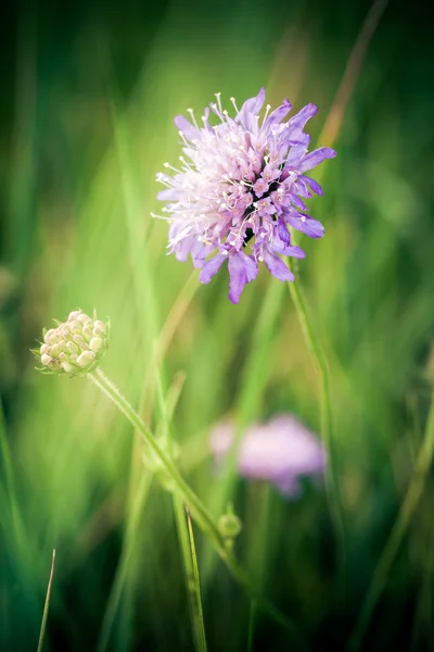 Bleuet sur fond de prairie verte — Photo