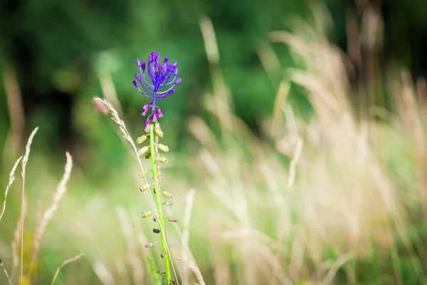 Läkemedel vilda vårblommor — Stockfoto