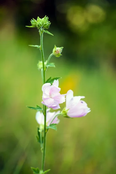 Closeup ροζ λουλούδια Hollyhock στο πράσινο λιβάδι — Φωτογραφία Αρχείου