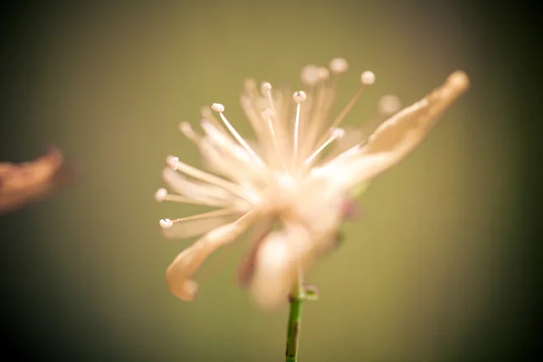 Fiori di St Johns gialli — Foto Stock