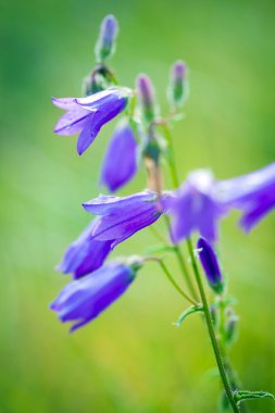 Harebells (Campanula) kır çiçekleri yaz çayır üzerinde
